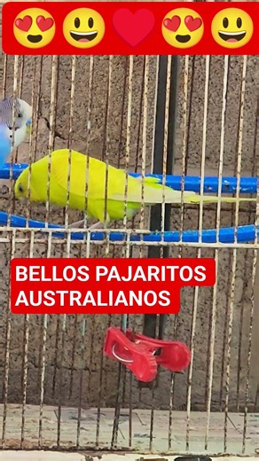 #pajaritos #pericos #aves #periquitos #Australianos