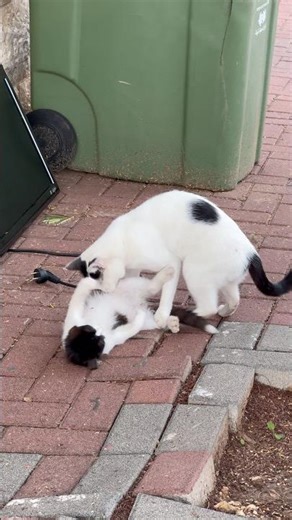 He Attacked Her Kitten… The Mother Snapped.