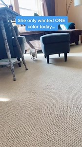 It was a very blue day 😛 #Chihuahuas #Chihuahua #Dog #Dogs #CuteAnimals #Cute #DogStory #Blue #Colors #Col | Gizzie the Chihauhau