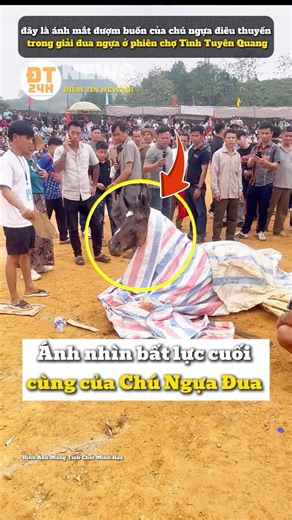 Ánh nhìn bất lực cuối cùng của Chú Ngựa Đua