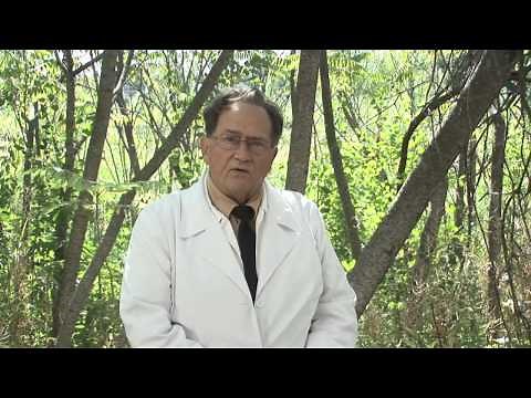Honey bee removal by ABC Humane Wildlife Control & Prevention Inc.