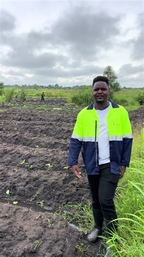 Sweet Potato Farming in Malawi: Tips and Insights