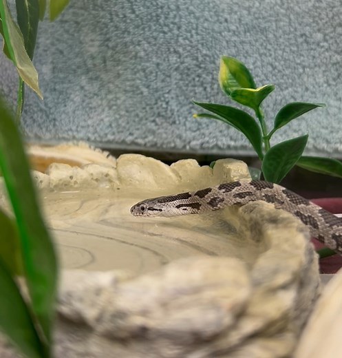 13K views · 790 reactions | Thirsty baby snake = cuteness overload!...