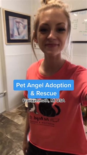 Cat Dancer Toy Review and Unboxing