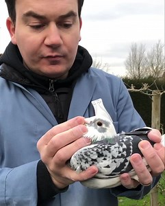 241K views · 10K reactions | Now on www.thone.be | Thoné Pigeons Belgium | Facebook