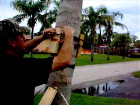 Palm Braces with Hose clamps from Arborbrace's Treestaking.com
