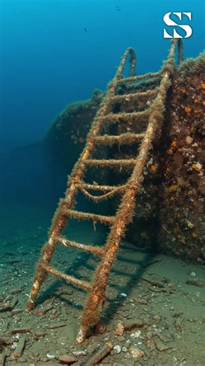 Abandoned ship ladder lies deep beneath the waves, covered in coral and seaweed, frozen in time like a stairway to forgotten oceans. #UnderwaterDiscovery #LostHistory #OceanMystery #DeepSeaFinds #MarineSecrets | Sea secret