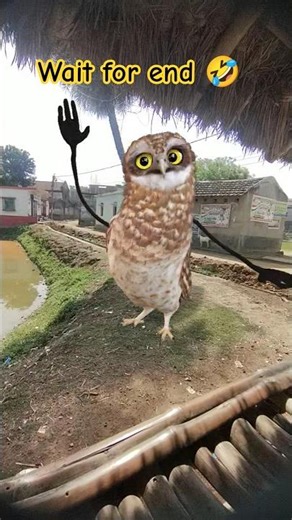 Funny Owl Dance 😍 | Dancing Owl 🦉/#owldance #funny #shorts