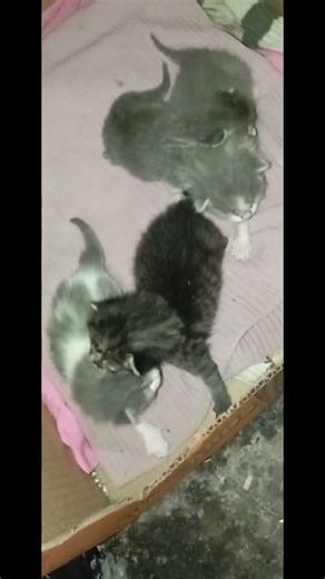 Gatos Gatitos #foryouシ #fypシ゚ #fans #amazing #todos #amazonia #cutecat #fbreelsfypシ゚viralシ