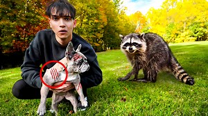 19K views · 666 reactions | A Vicious Raccoon BITES Our Dog! | Lucas and Marcus | Facebook