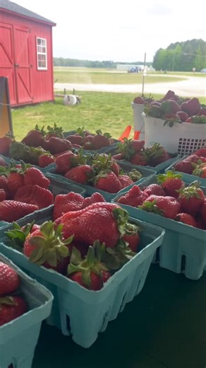 We have several quarts and a few buckets left of freshly picked strawberries !!! Come and get um, we are here till 6🍓🍓🍓🍓 | Hickory Ridge Farm