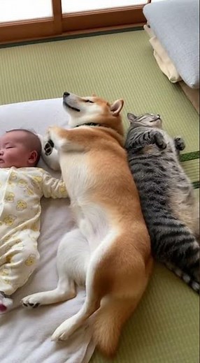 ﾈｯｺ「ｲｯﾇ寝てるし大丈夫やろ…（ﾌﾞｯ」ｲｯﾇ「！！」→ﾈｯｺ強制退場 #shorts