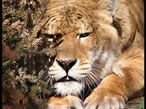 Ligers: A Cruelty Unveiled