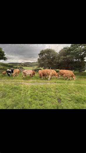4.6K views · 31 reactions | Tremendous run of cattle from PE&M Capstick, Whicham Hall Farm heading to market Friday 4th July | Mitchells Livestock Auction | Facebook