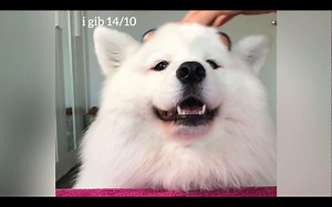 【MAYA】你从未见过如此舒服的狗：按摩工具测评 || Mayapolarbear【斑豆搬运】