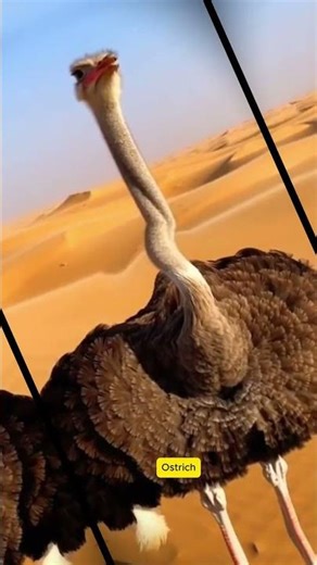 Ostrich’s Deep Calling Sound | Powerful Voice of the Largest Bird! #original #birdsounds #nature