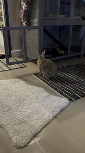 Any rabbit help please! Suddenly started having seizure like flips/stumbles but only last few seconds then back to normal, can anyone help as have been to the vet and they say nothing noticeably wrong but am booking and appointment with a specialist tomorrow hopefully. Happens mainly when cleaning:(