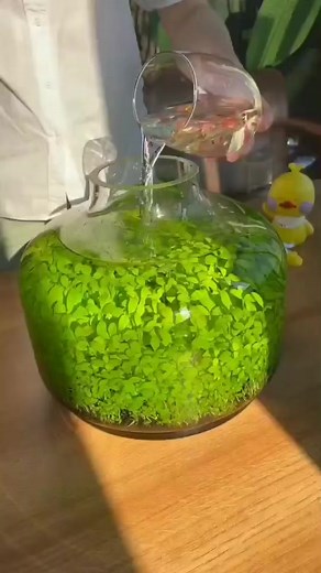 Setting Up an Aquarium: A Step-by-Step Guide