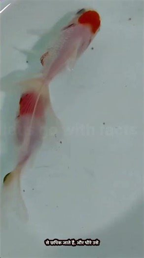 Fish Parasite Fact 😱 मछली को जिंदा खा जाता है ये कीड़ा!