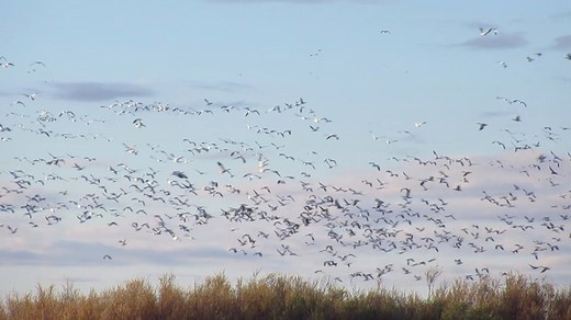 Enjoy the sights and sounds from afar! Snow geese flying over Bosque Road video copyright to Cathie Sandell | Bosque del Apache National Wildlife Refuge