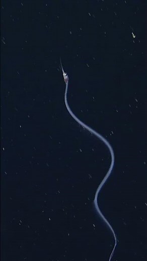 Deep-sea dancing with this snipe eel. 🪩