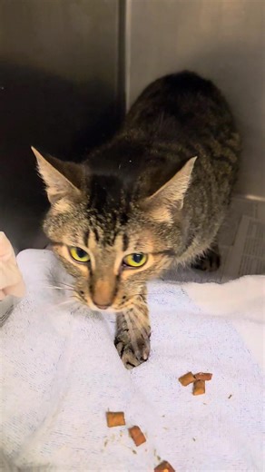 1.5K views · 79 reactions | URGENT- SEVERE DENTAL DISEASE THE 30...