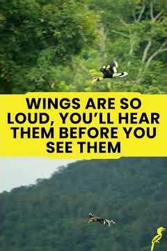 Did you know there's a bird that raises chicks behind a mud wall a relies on its mate to survive?