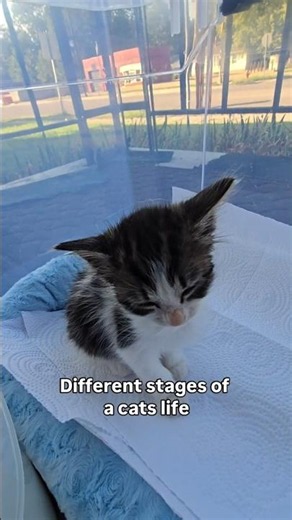 Stages of a cats life 🐾 #cat #catvideos #catlife #dailycatlife
