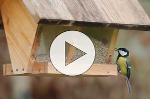 Lern-Video zur Vogelbestimmung - NABU