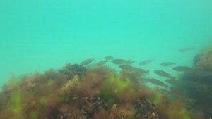 We are doubling the size of Australia's first erosion mitigating fringing reef! 🌊 Installation on the second stage of the engineered fringing reef at C.Y. O’Connor Beach will officially begin on Monday 28 October. Since the first stage was installed in 2022, the reef has become a vibrant underwater habitat, attracting over 50 fish species and other marine life! 🐠🐚 While the new modules are being installed, the reef and surrounding waters will be temporarily closed from 28 October-15 November.