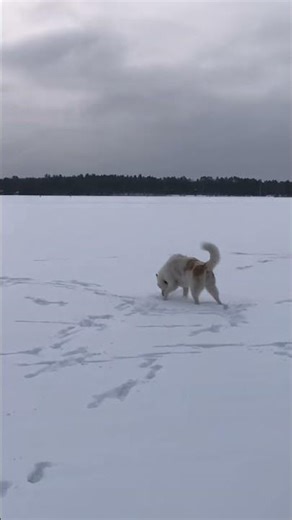 Wisco Pooping on the Lake
