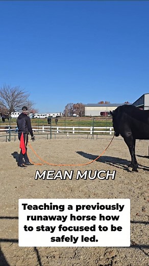 1.8K views · 16 reactions | Calming a previously runaway horse isn't about force, it's about focus. Even without tools, clear signals can bring a distracted horse back to you, ensuring safety. A calm response means everything. Regaining control is possible. #HorseTraining #Leadership #Equine #Confidence #RunawayHorse | Mastery Horsemanship | Facebook