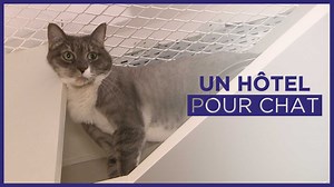 266K views · 3.9K reactions | Vous partez en vacances, mais vous ne savez pas comment faire pour la garde de votre félin ? Il existe des hôtels à chats idéals pour prendre soin de vos compagnons !  ✅ Archive recommandée par 6play | M6+ | Facebook