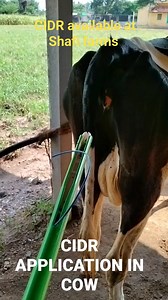 CIDR with protocol Shafi Farms #agriculture #dairyfarm #cows | Shafi Farms