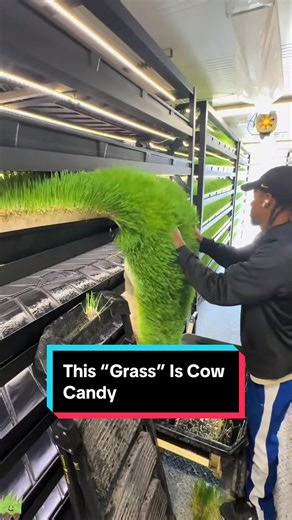 Hydroponic Fodder: The Ultimate Cow Candy for Cattle