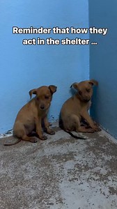 51K views · 1.9K reactions | Meet our newest intakes, two siblings...