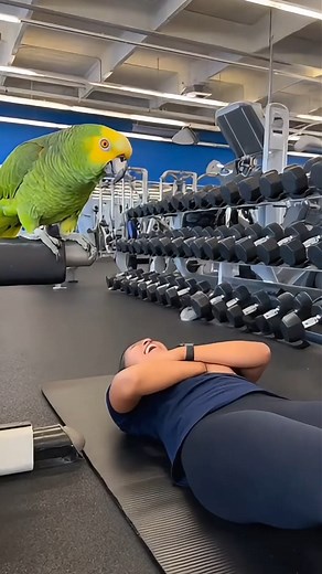 7.9K views · 131 reactions | Savage Parrot ROASTS Police Officer at the Gym 列 #SavageParrot #FunnyParrot #ParrotComedy #VetClinic #AnimalHumor #Viral #AmazonParrot #ComedyVideo | Mind Ripple | Facebook