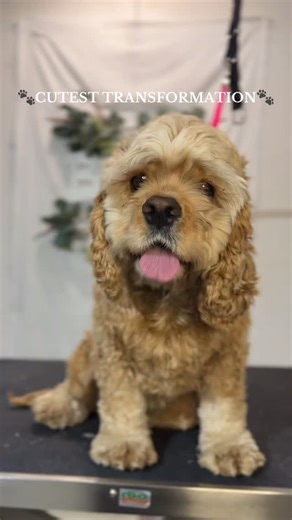 The cutest little cocker spaniel transformation everrr 🐶🐾✨ Fun fact: Cocker Spaniels are extra prone to ear infections because of their long, floppy ears that trap moisture and debris. 👂💦 Regular grooming — including gentle ear cleaning — helps keep their ears healthy and odor-free! At Bath and Doggy Works, we make sure every pup leaves not only looking cute but feeling their best from head to tail. 💆‍♀️🐾 #dogsoftiktok #doggrooming #fypシ #cockerspaniel #bathanddoggyworks #petcaretips #heal