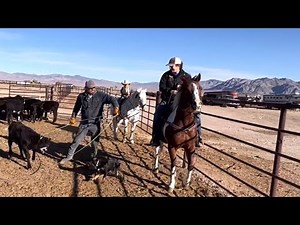 How To Train a New Ranch Hand ………..or 3😜⚓️