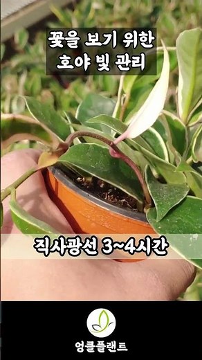 Hoya light management for abundant blooms! Growing hoyas!!