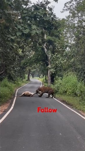 Tiger Hunts and Drags Cow into the Forest! 🐅🐄 #shorts