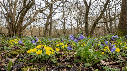 These blink-and-you-miss-them spring plants vanish in weeks but can transform bare UK garden corners and help bees - Netmums