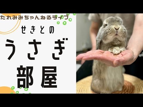 【せきとのうさぎ部屋】ホーランドロップの日常ライブ（2025年10月18日）