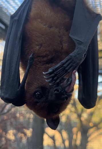 Bath Time Fun with Variable Flying Fox