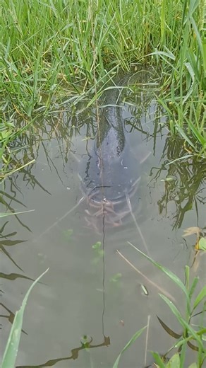 Wallao attu catching idea by hook with live bait #fish #fishing #reels #fishinglife | Planet Fish