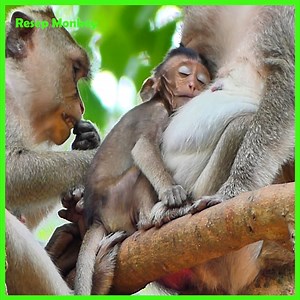 OMG!! this lil monkey throwing a temper tan.trum crying loudly angry mommy!! | RESEP Monkey