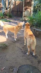 6.7K views · 165 reactions |  Sound up! Ever wondered what sound a...