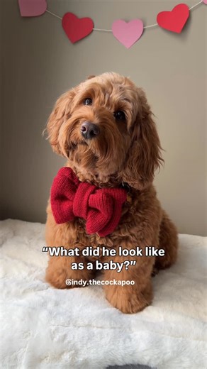 INDY THE COCKAPOO on Instagram: "My furever baby🥺 ❤️: @gigis.usa | INDY15 #thenandnow #cockapoo #puppydogeyes #puppydog #doodles"