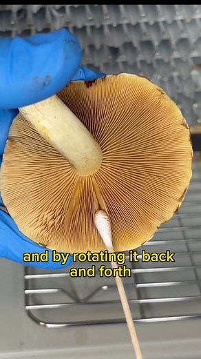 19K views · 348 reactions | How to Collect Mushroom Spores: Spore Swab #fbreelsvideo #reelsfb #growyourown #mushrooms #spores #mycelium #hobby #scienceexperiments #gardening #fungi #spore #naturelovers #foraging #food #sustainability #agriculture | Spore n’ Sprout | Facebook