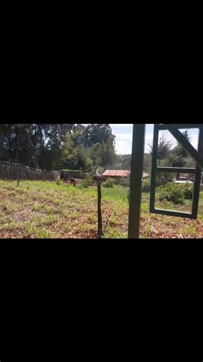 11 reactions | Overhead irrigation....... | Farm with Tonny greenhouse and irrigation solutions | Facebook